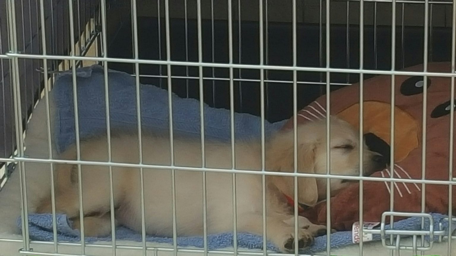 Crate Training Keridale Golden Retrievers